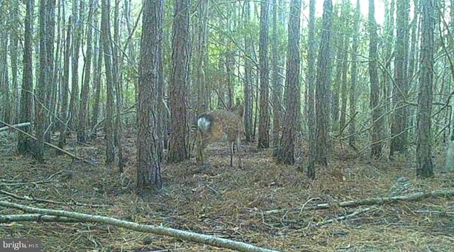 $99,000 | 2575 Toddville Road, Toddville, MD 21672