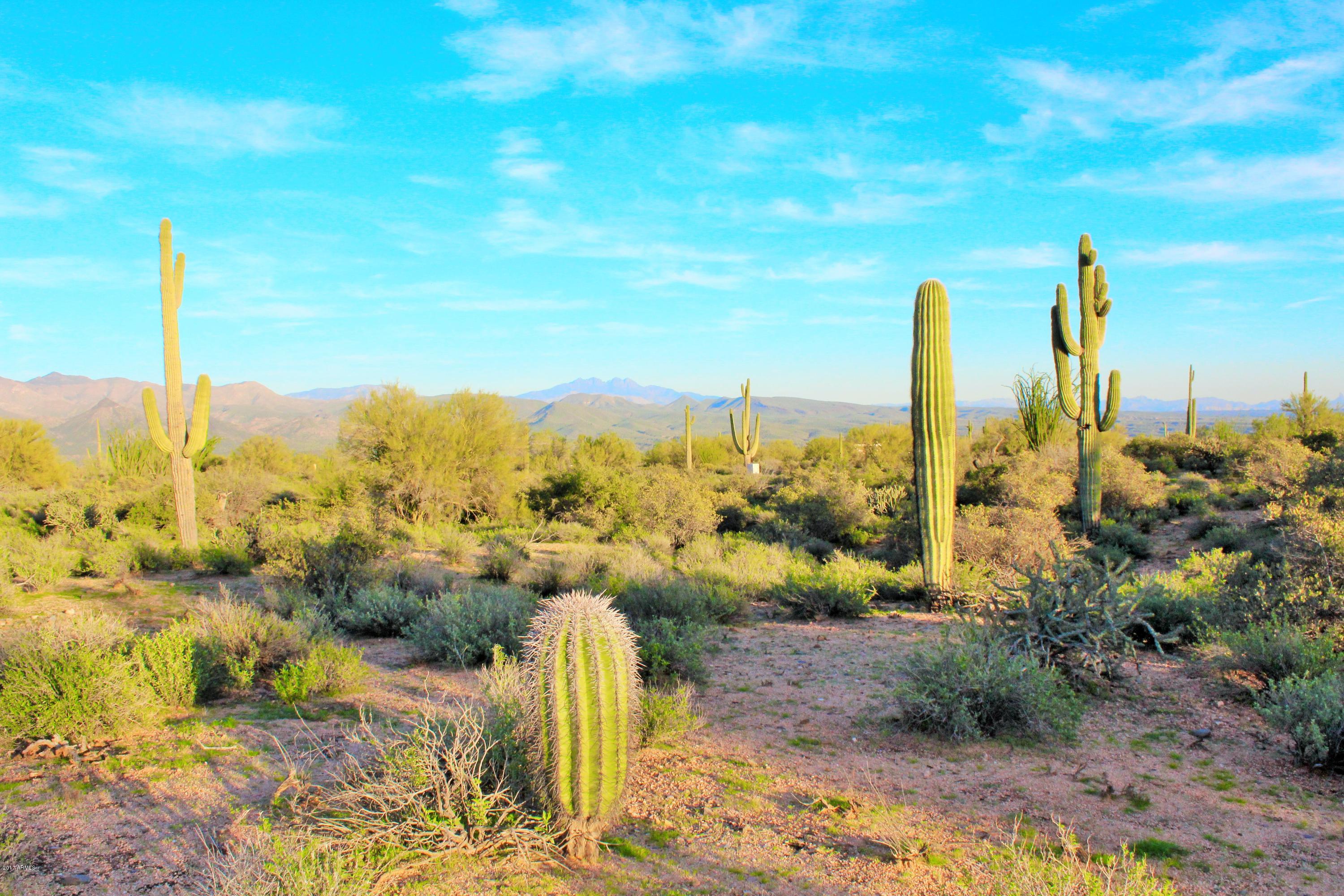 17000 East Lone Mountain Road Rio Verde, AZ 85263 - Photo 19 of 26 Mature Cactus
