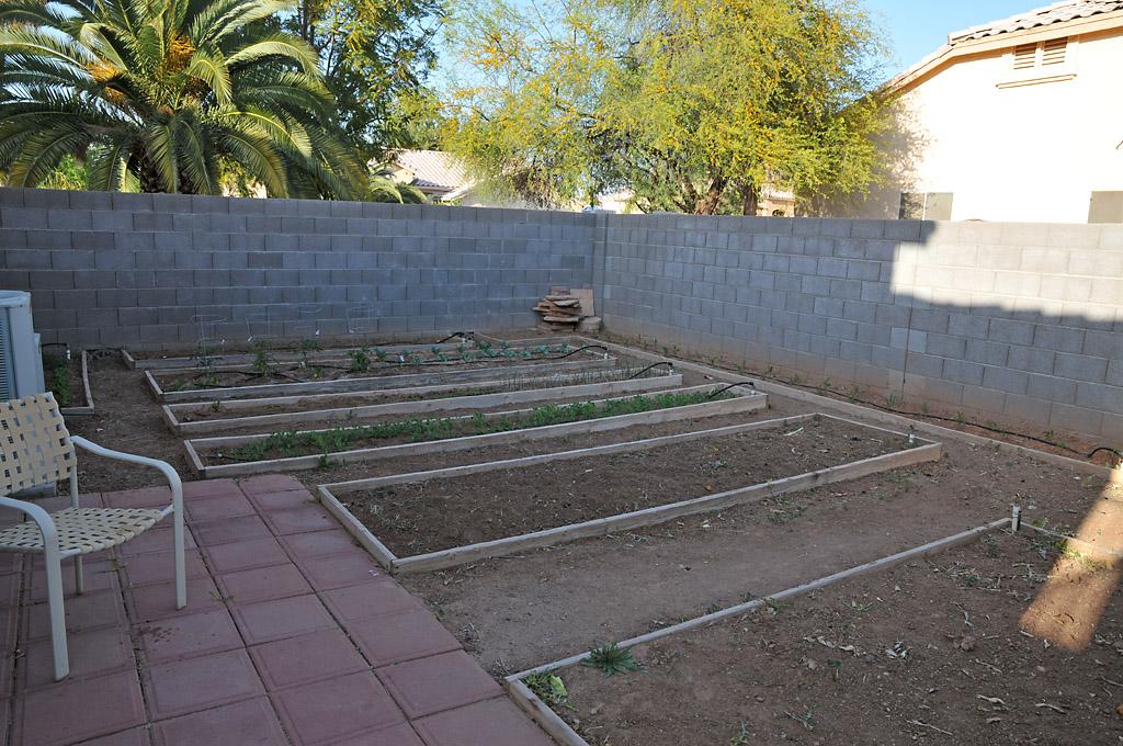 2259 East Victor Road Gilbert, AZ 85296 - Photo 15 of 18 Garden
