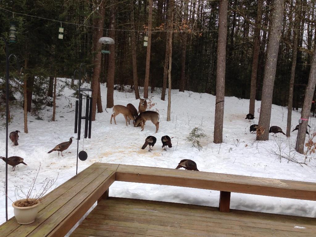 546 Blackstrap Road Falmouth, ME 04105 - Photo 32 of 32 Wildlife
