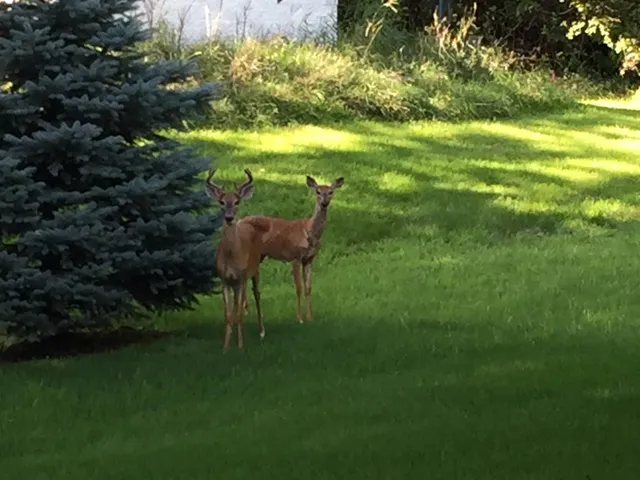 $625,000 | 19701 Rush Street Northwest, Elk River, MN 55330