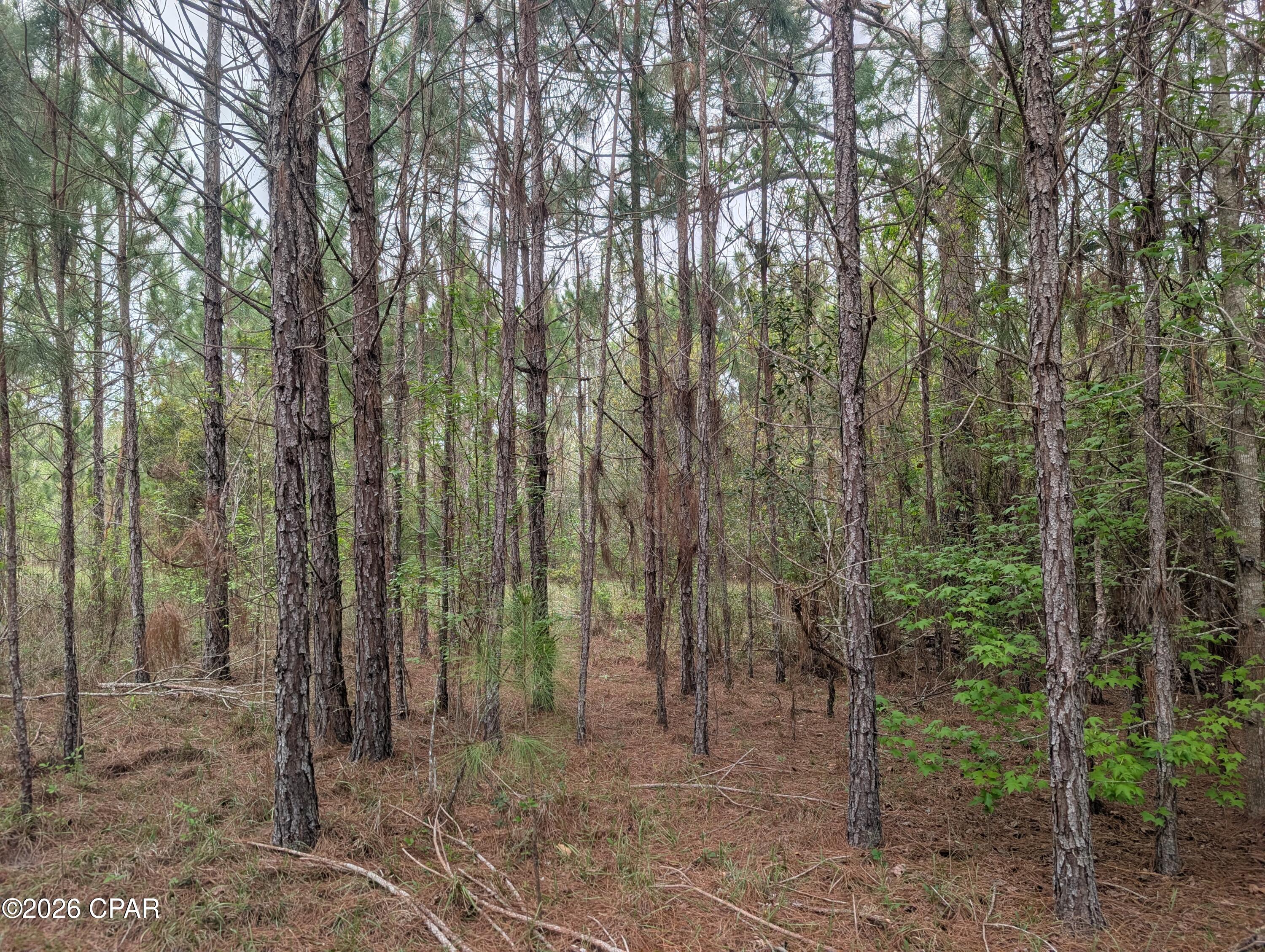 0 Sumac Road, Unit LOT 49 Westville, FL 32464 - Photo 1 of 2