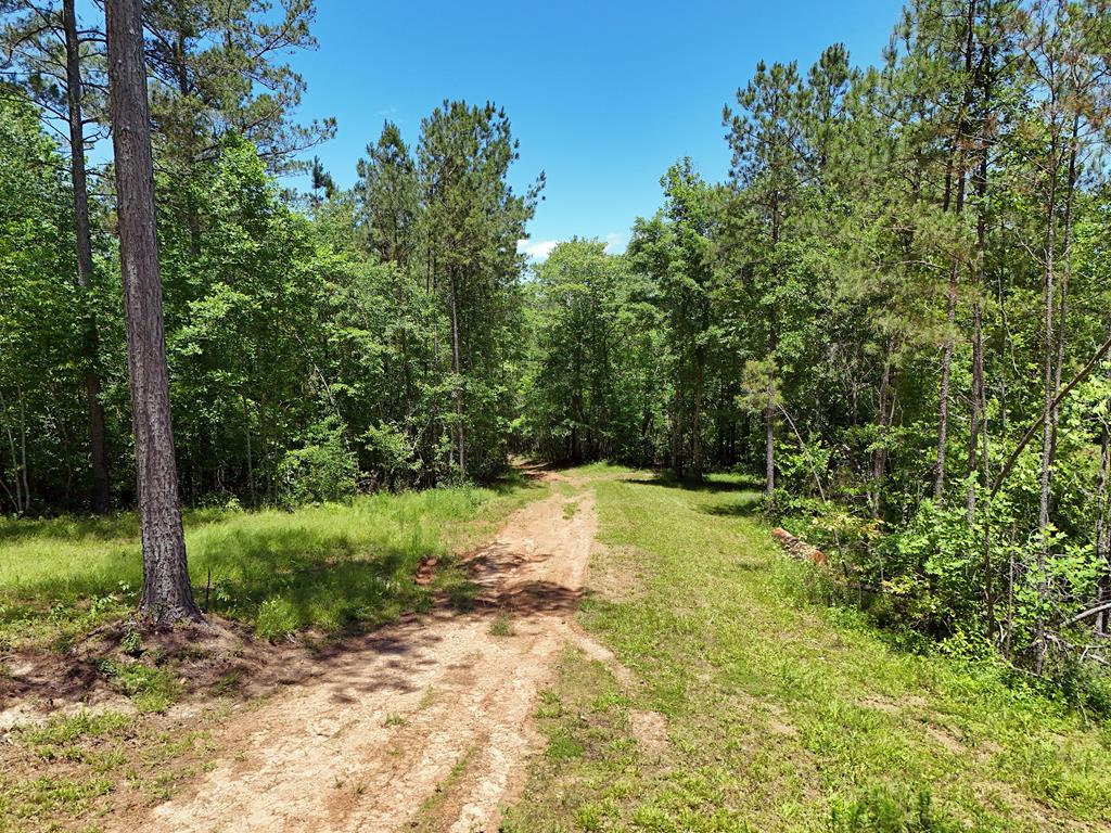 2 Carver Mill Road Jasper, GA 30143 - Photo 20 of 44 a view of a yard with plants and trees