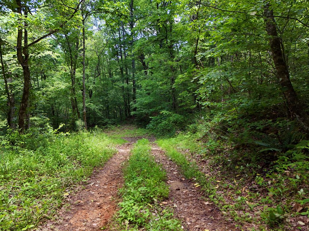 2 Carver Mill Road Jasper, GA 30143 - Photo 29 of 44 a view of a lush green forest