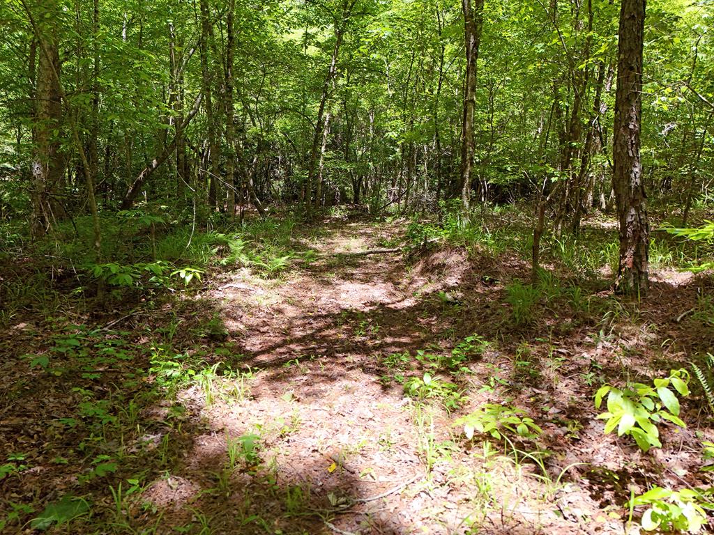 2 Carver Mill Road Jasper, GA 30143 - Photo 38 of 44 a view of outdoor space and trees