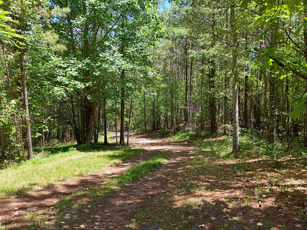 2 Carver Mill Road Jasper, GA 30143 - Photo 5 of 44 a big yard with lots of green space and trees