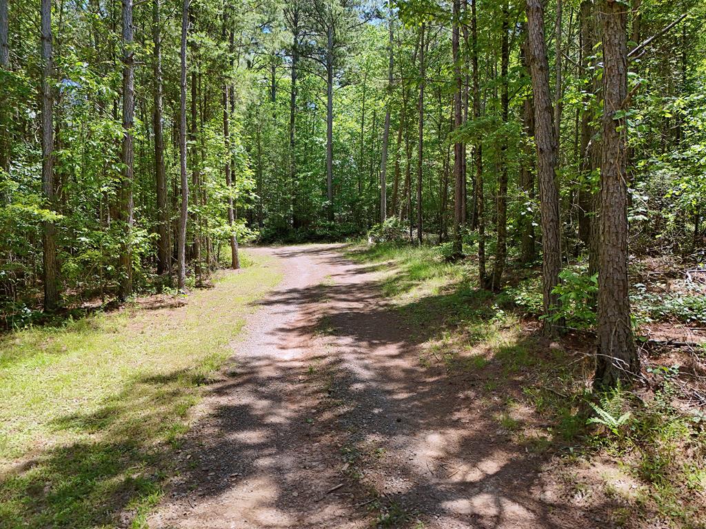 2 Carver Mill Road Jasper, GA 30143 - Photo 8 of 44 a view of a yard with plants and large trees