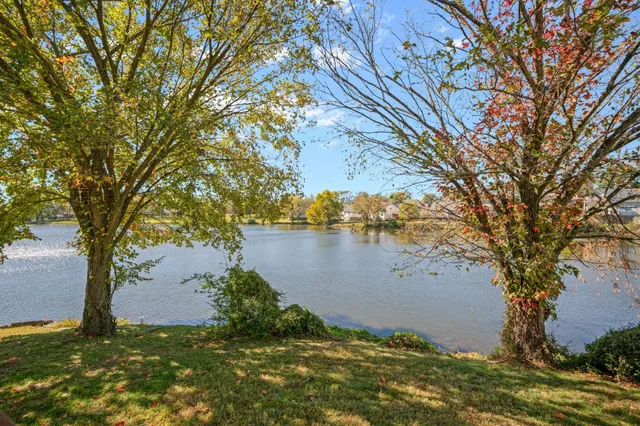 a view of lake with tree