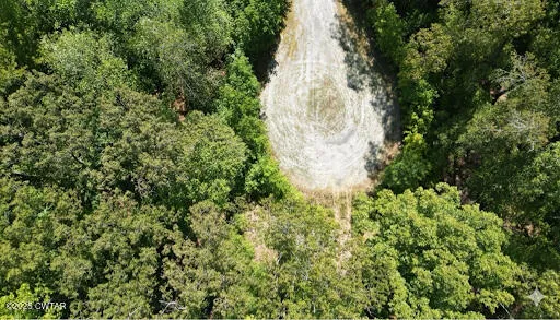 a close up of a plant