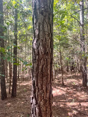 $19,000 | 0 C C Allen Lane, Middleton, TN 38052