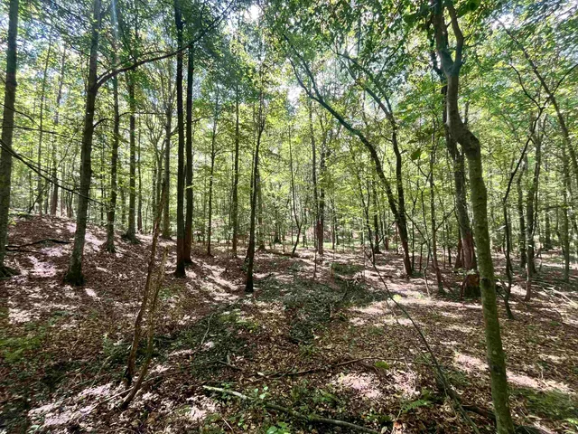 $19,000 | 0 C C Allen Lane, Middleton, TN 38052