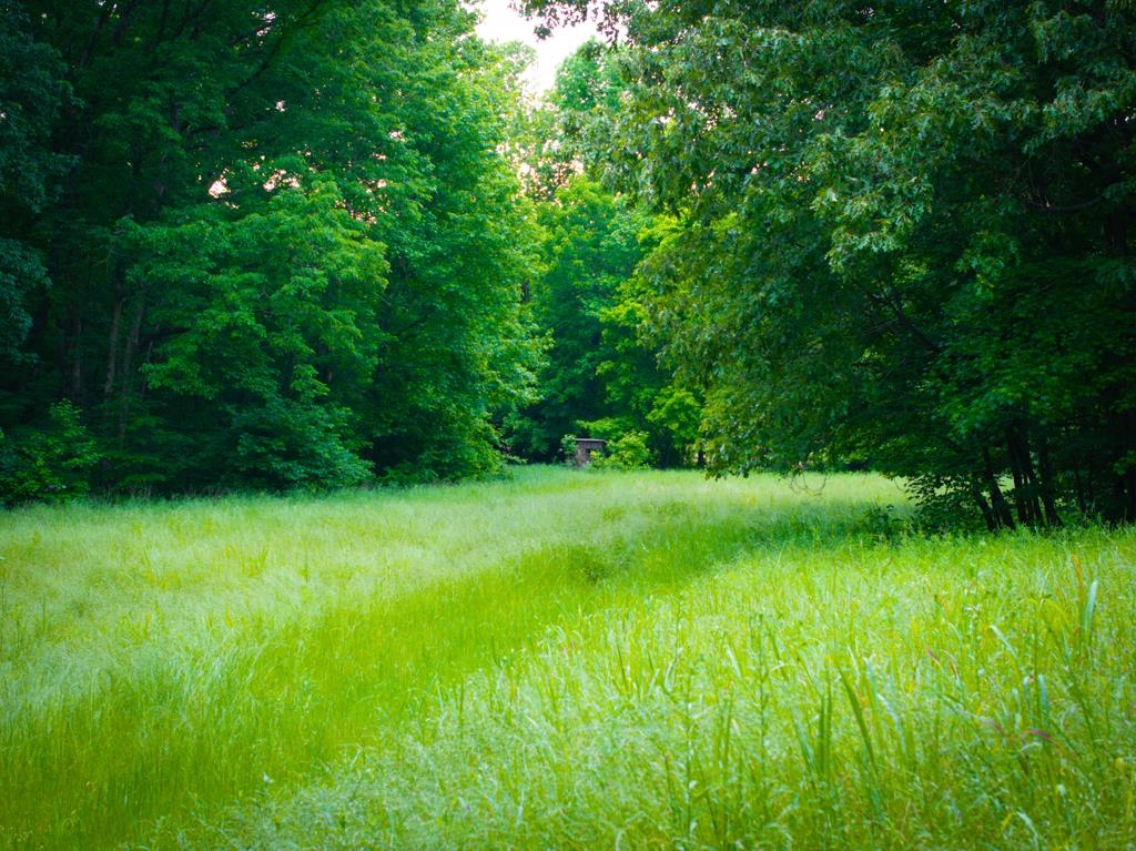 0 Poplar Grove Cemetery Road Henning, TN 38041 - Photo 37 of 40 Expansive green meadow bordered by mature deciduous trees