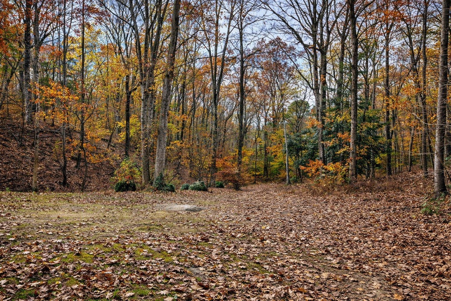 1135 West Mink Branch Road Waynesboro, TN 38485 - Photo 17 of 68 a backyard of a house with lots of green space