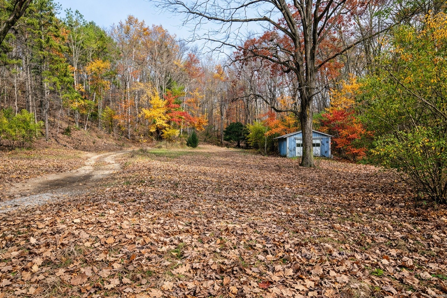 1135 West Mink Branch Road Waynesboro, TN 38485 - Photo 20 of 68 a view of a yard with plants and trees