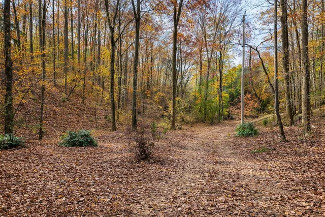 a tree in the middle of the forest