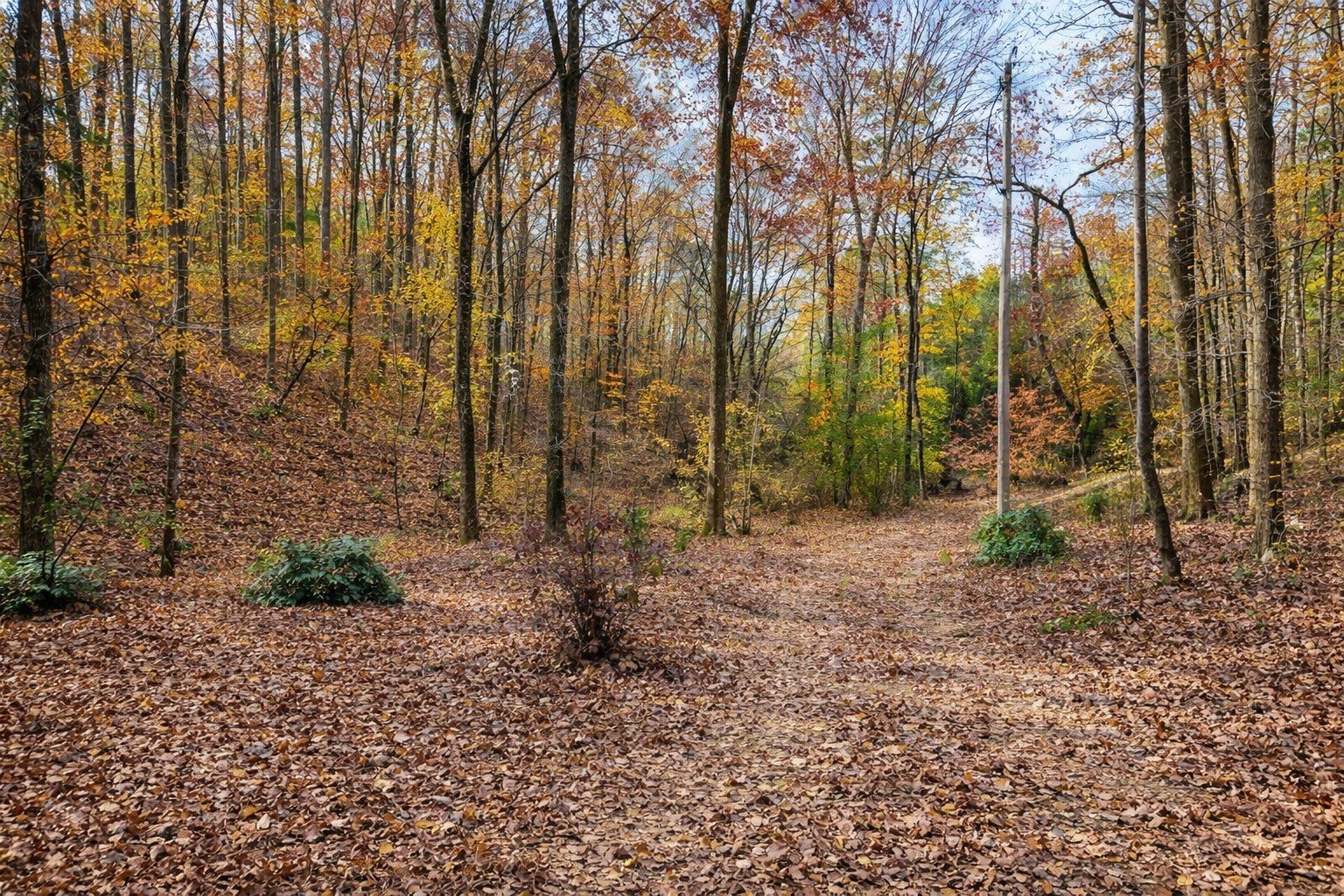 1135 West Mink Branch Road Waynesboro, TN 38485 - Photo 22 of 68 a backyard of a house with lots of green space