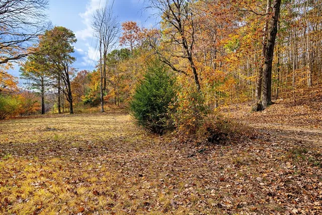 a view of backyard with green space and trees