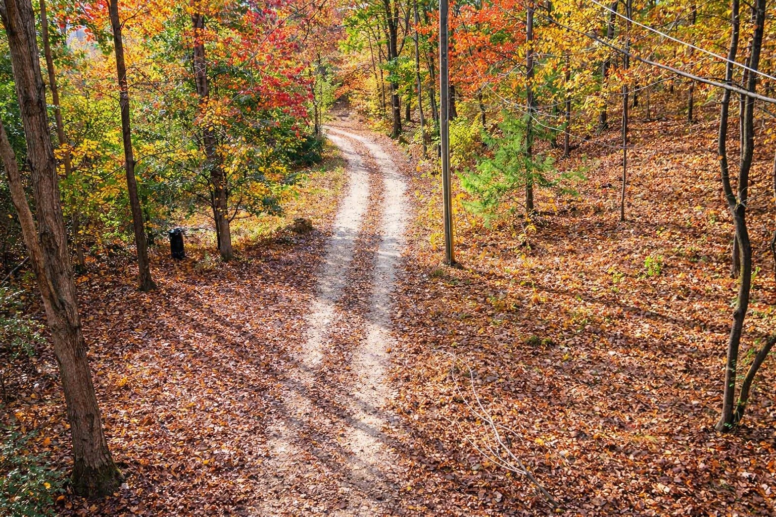 1135 West Mink Branch Road Waynesboro, TN 38485 - Photo 25 of 68 a view of a yard with plants and trees