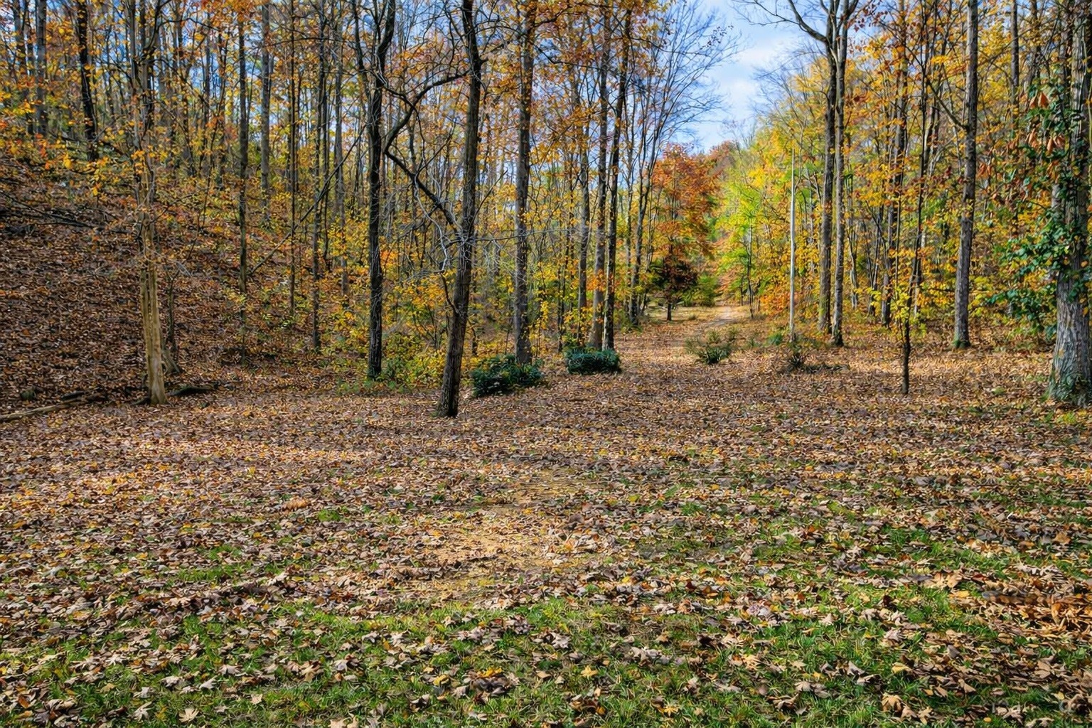 1135 West Mink Branch Road Waynesboro, TN 38485 - Photo 27 of 68 a backyard of a house with lots of green space