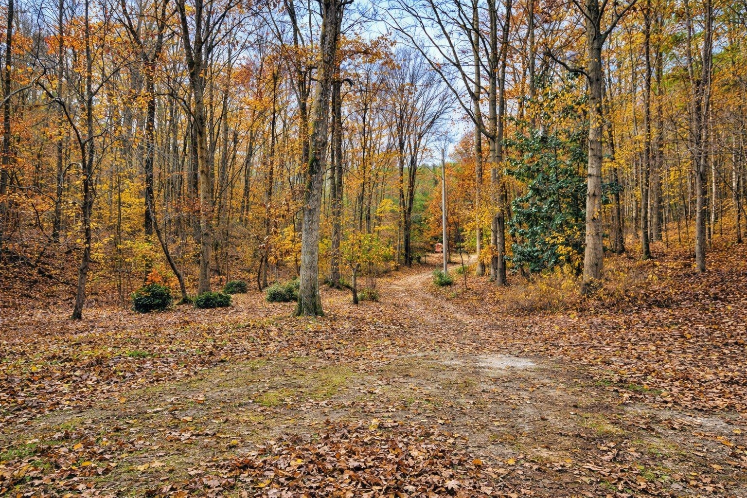 1135 West Mink Branch Road Waynesboro, TN 38485 - Photo 30 of 68 a view of open space with trees