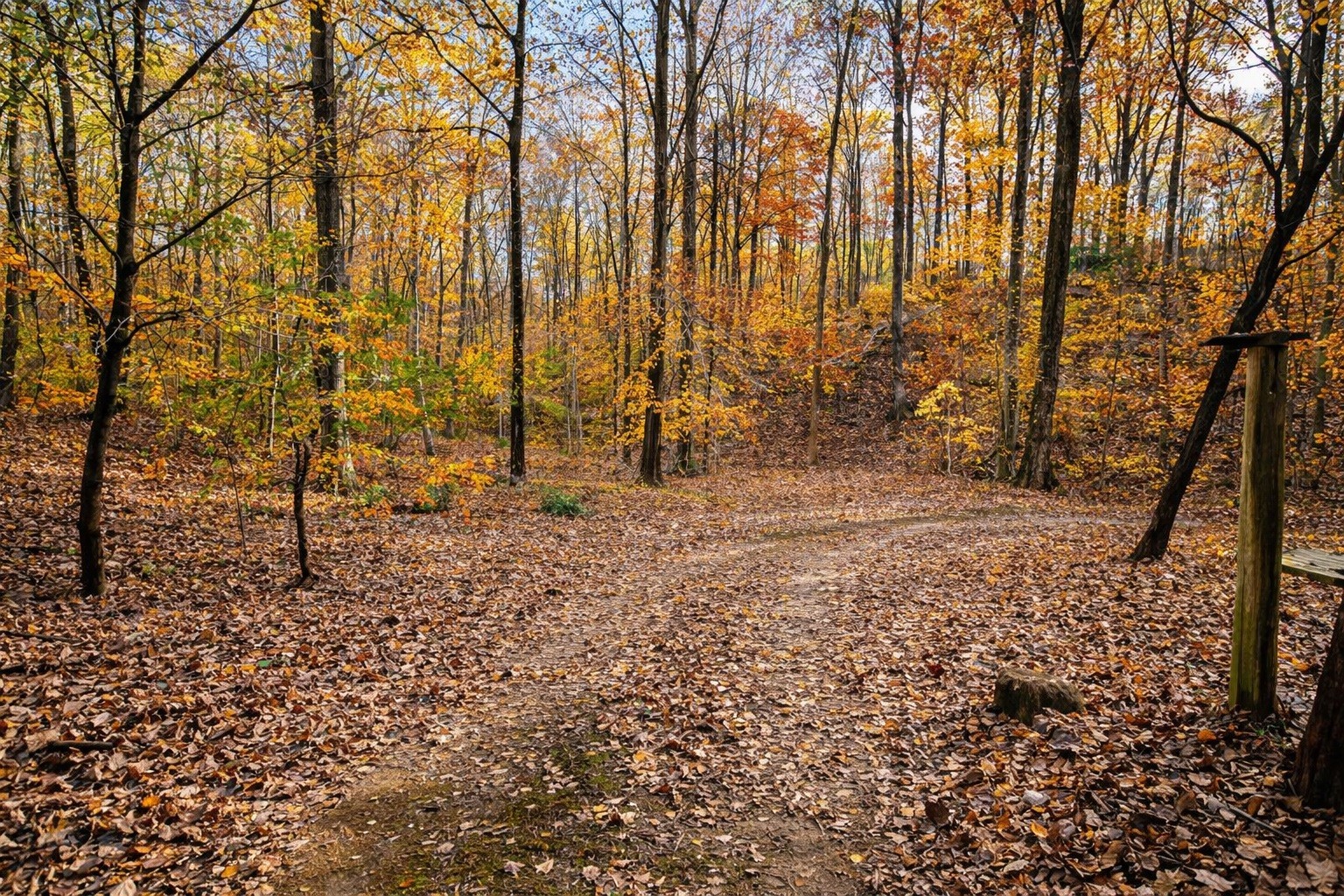 1135 West Mink Branch Road Waynesboro, TN 38485 - Photo 59 of 68 a backyard of a house with lots of green space