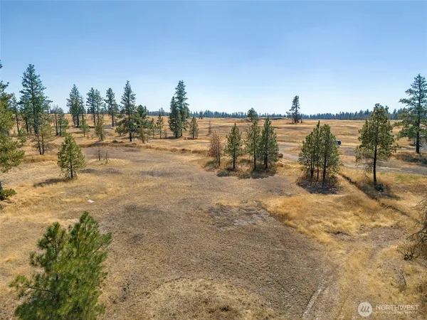 a view of dirt yard with a large tree