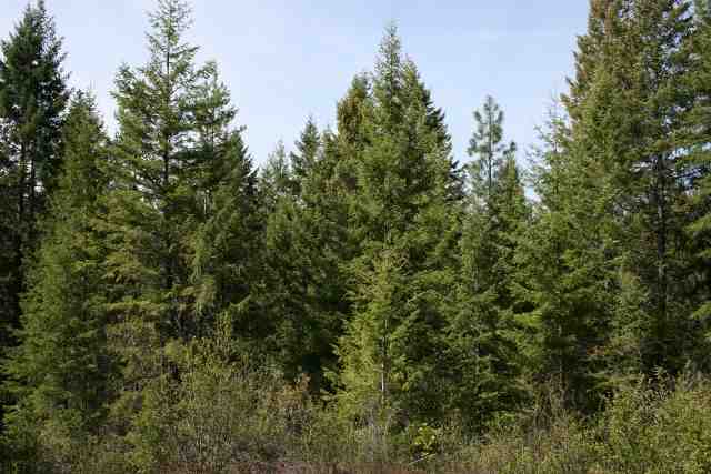 0 Major Road Chewelah, WA 99109 - Photo 2 of 7 Gallery Image 2