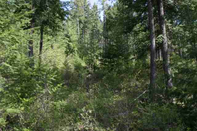 0 Major Road Chewelah, WA 99109 - Photo 4 of 7 Gallery Image 4