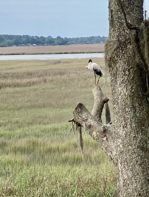 1090 Goldfinch Loop Northeast Townsend, GA 31331 - Photo 60 of 68