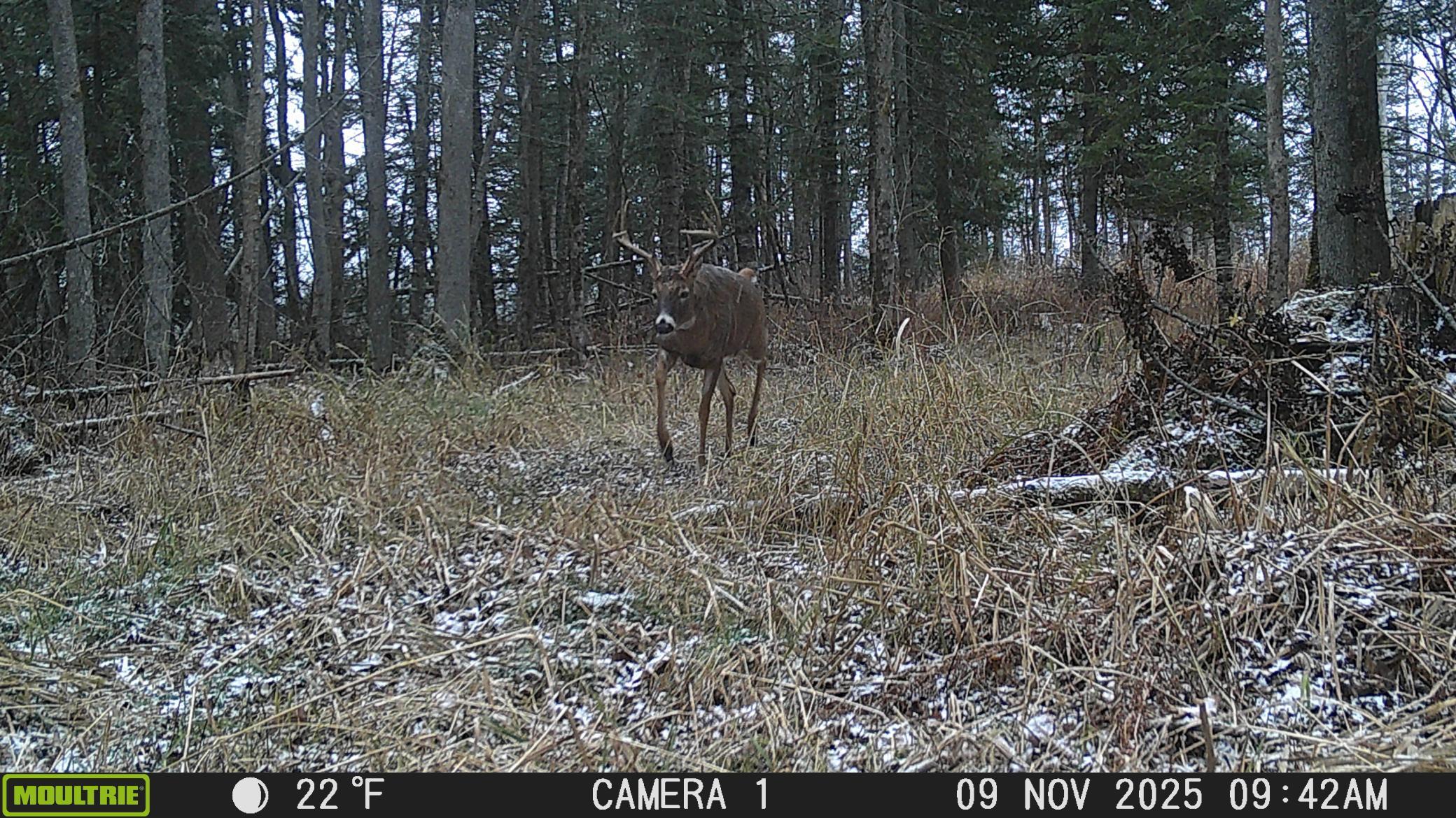 Tbd Tbd Stephani Road Northwest Puposky, MN 56667 - Photo 23 of 24