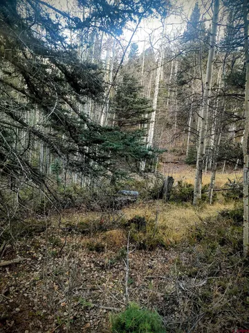 a view of a yard with large trees