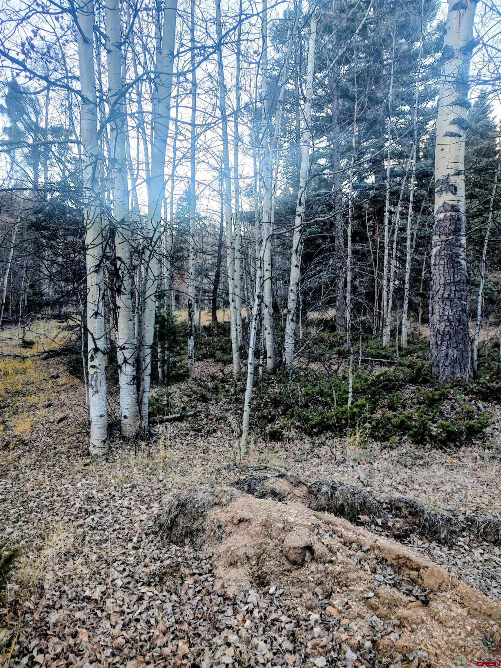 Lot 6364 Jacquez Road San Luis, CO 81152 - Photo 3 of 10 a view of a yard with plants and trees