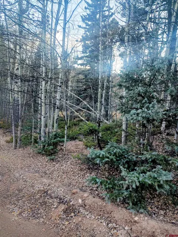 a view of a yard with plants and large trees