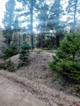 a view of a forest with trees