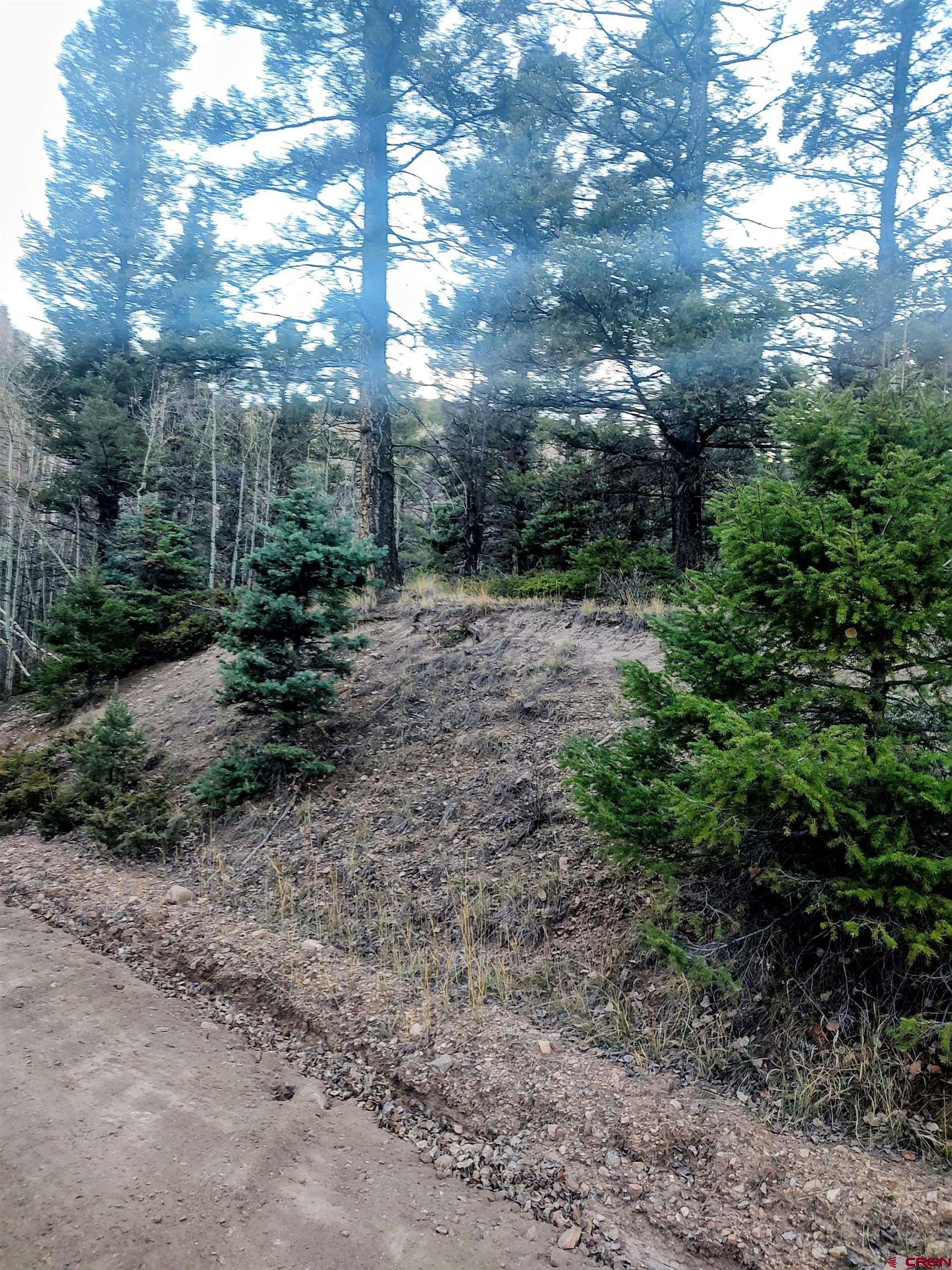 Lot 6364 Jacquez Road San Luis, CO 81152 - Photo 5 of 10 a view of a forest with trees