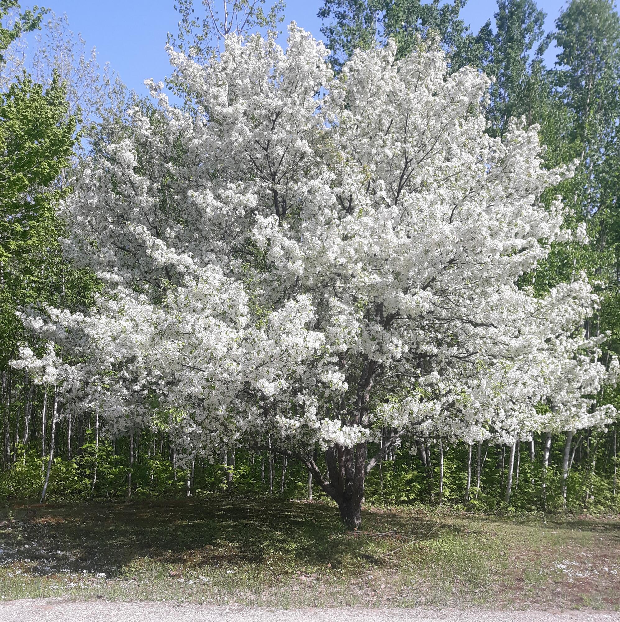 86 Laurie's Lane Hanover, ME 04237 - Photo 37 of 42 Crabapple-86lauriesln