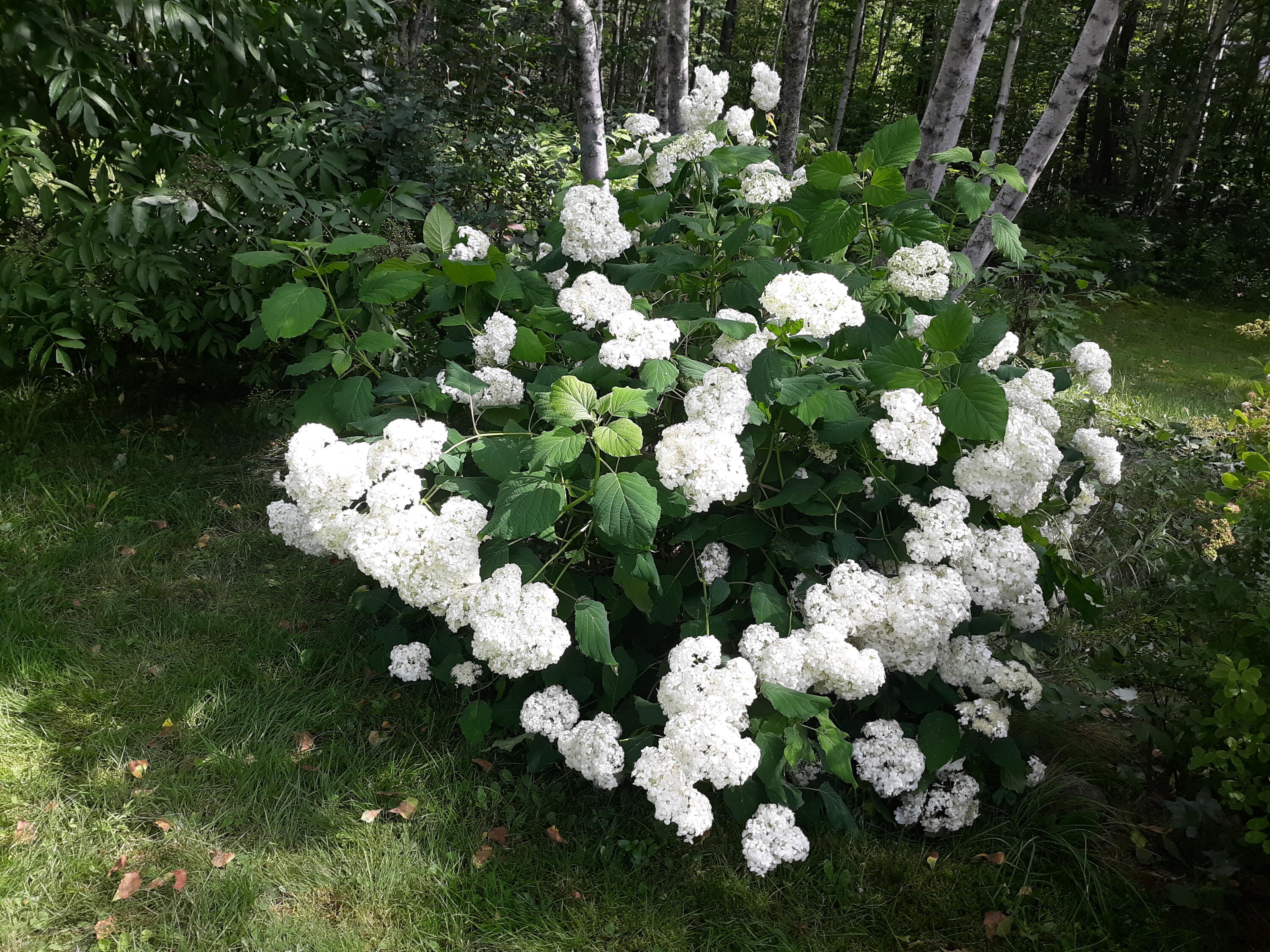 86 Laurie's Lane Hanover, ME 04237 - Photo 39 of 42 Hydrangea-86lauriesln