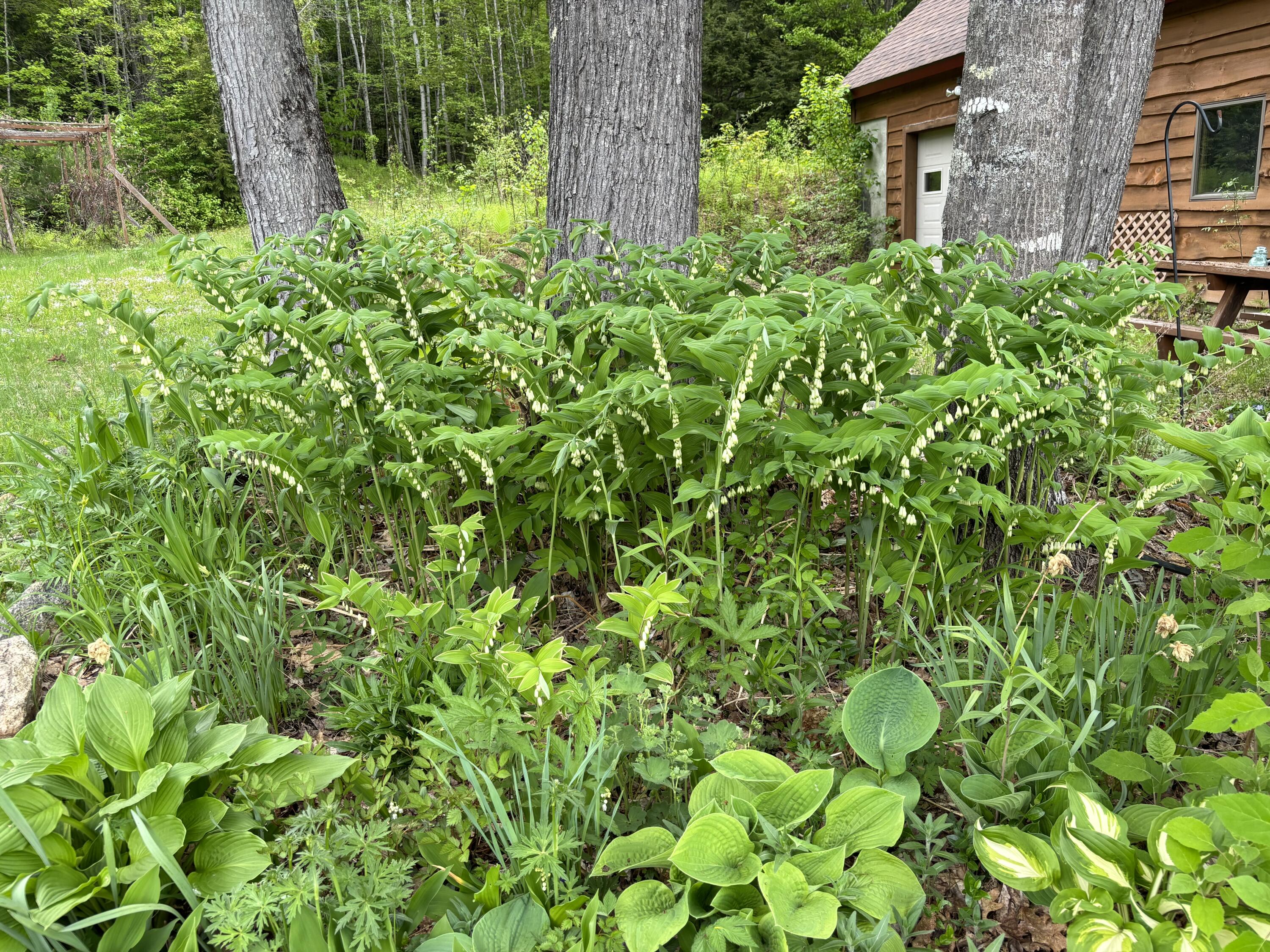 86 Laurie's Lane Hanover, ME 04237 - Photo 42 of 42 Shade Plants-86lauriesln