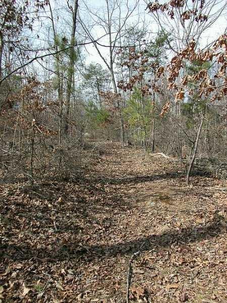 9030 Old Terry Ford Road Gainesville, GA 30506 - Photo 7 of 21 a view of a yard with trees