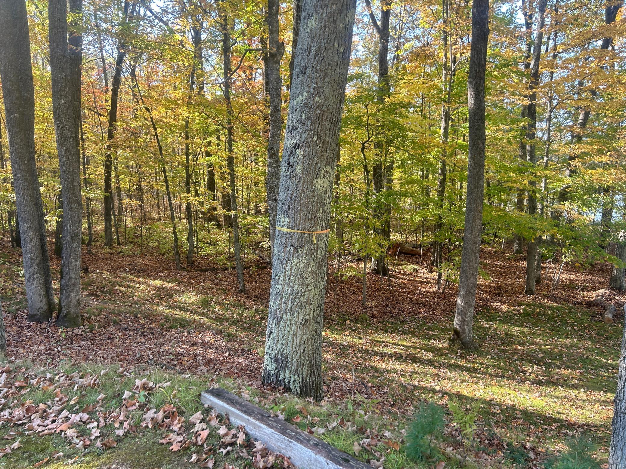 11404 North Farnsworth Road Hayward, WI 54843 - Photo 5 of 32