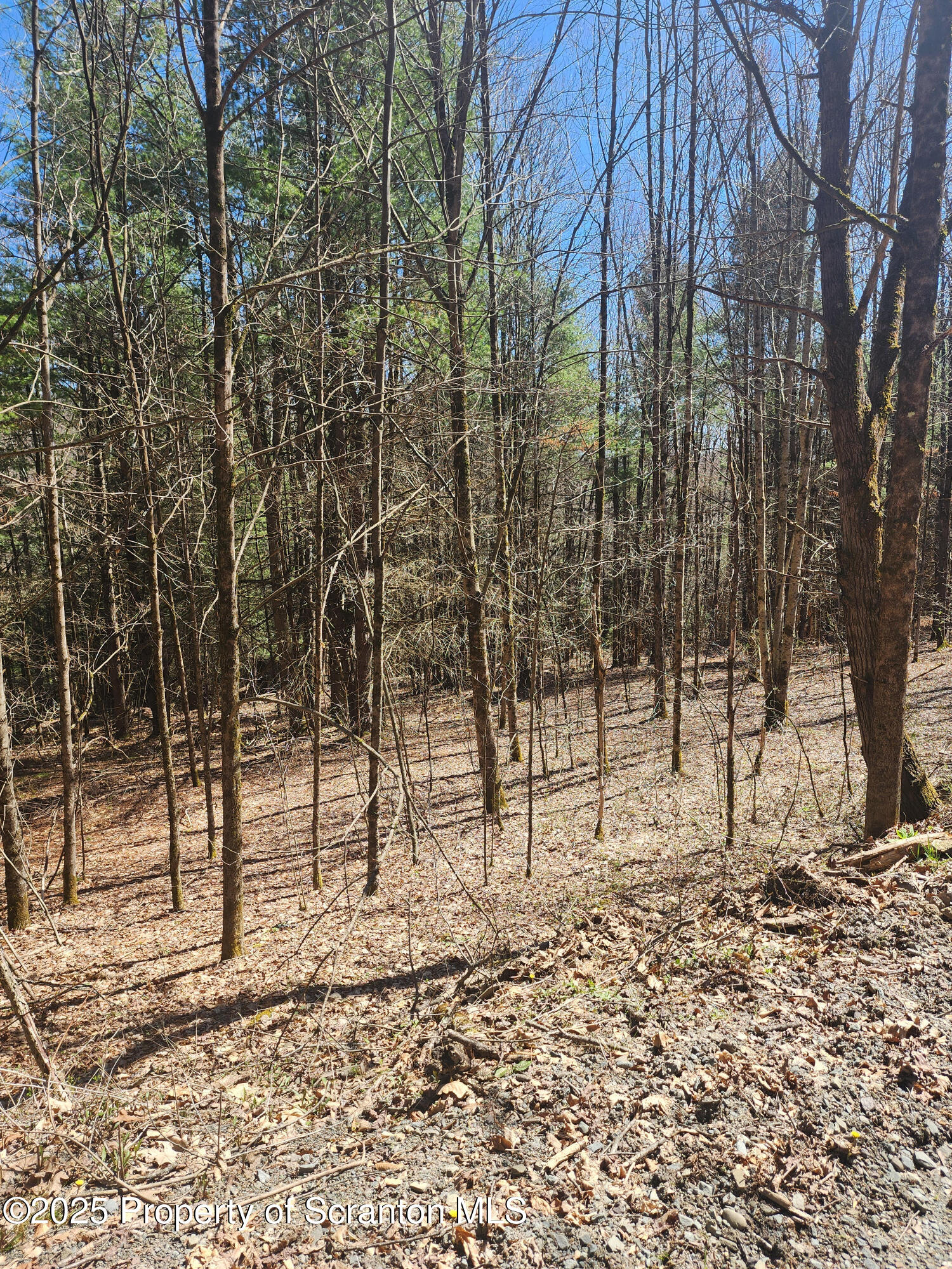 234 Tarbell Hill Road Deposit, NY 13754 - Photo 2 of 7 a view of empty space with trees