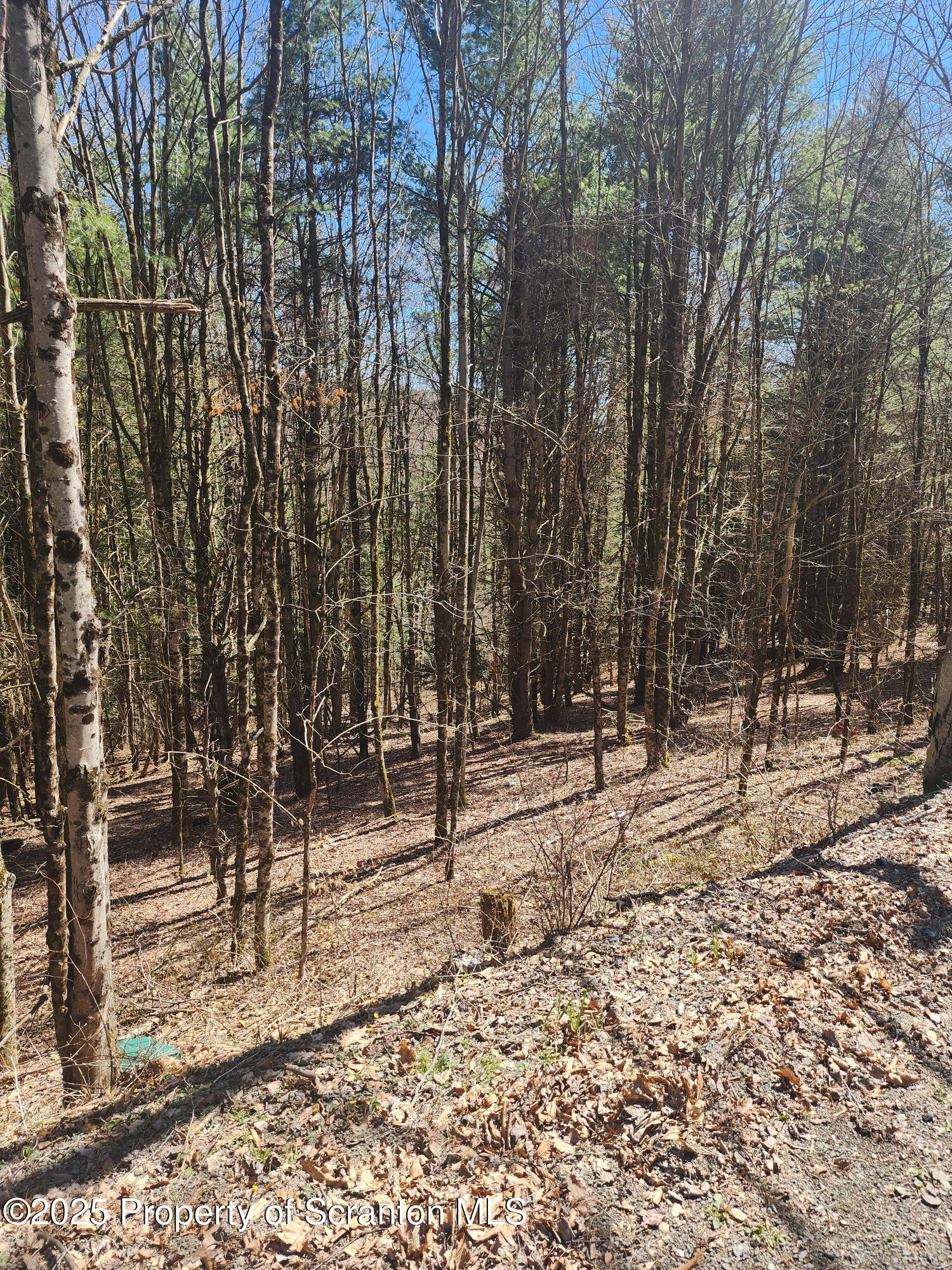 234 Tarbell Hill Road Deposit, NY 13754 - Photo 5 of 7 a view of a forest with trees