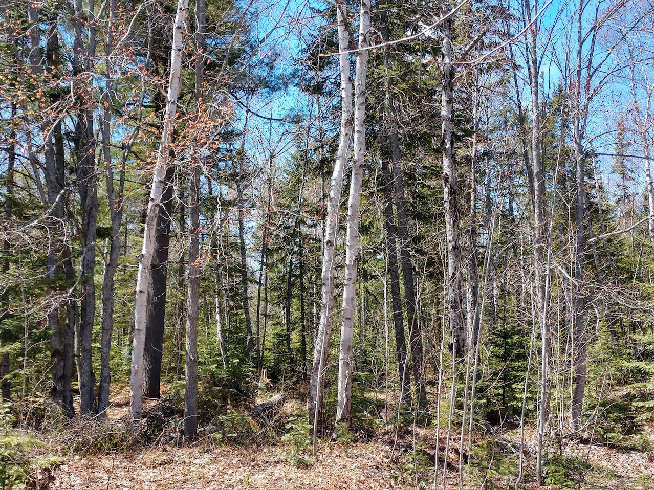 8445 North Whitefish Point Road Paradise, MI 49768 - Photo 29 of 31 Gallery Image 29