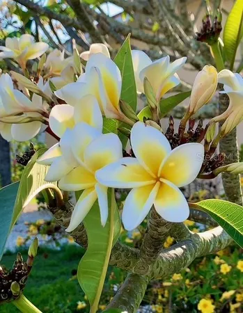 $874,900 | 391 VÃa Esplanade, Punta Gorda, FL 33950