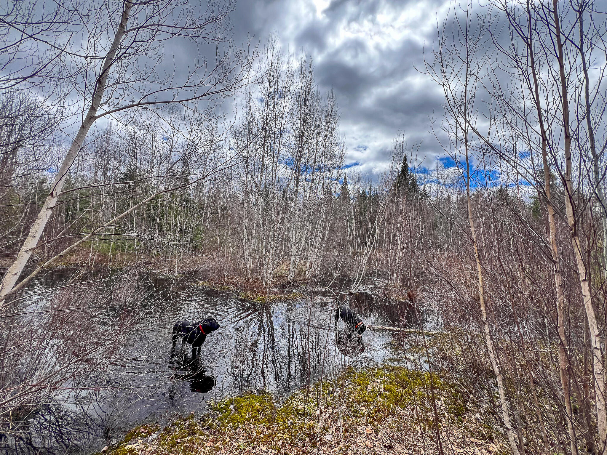 Lot 14-1 Pine Road Greenbush, ME 04418 - Photo 8 of 17 IMG_3781
