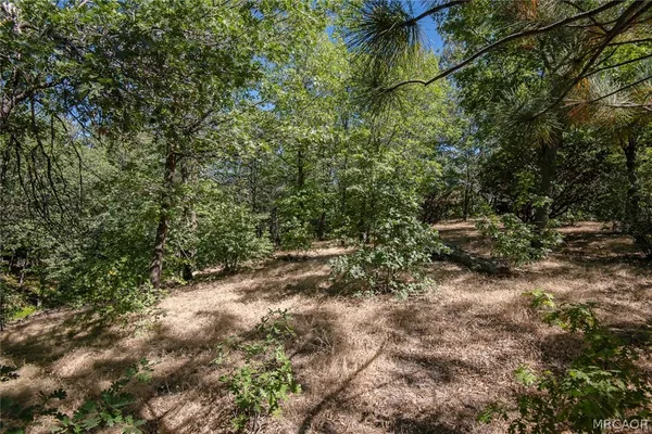 a view of a field with plants and trees