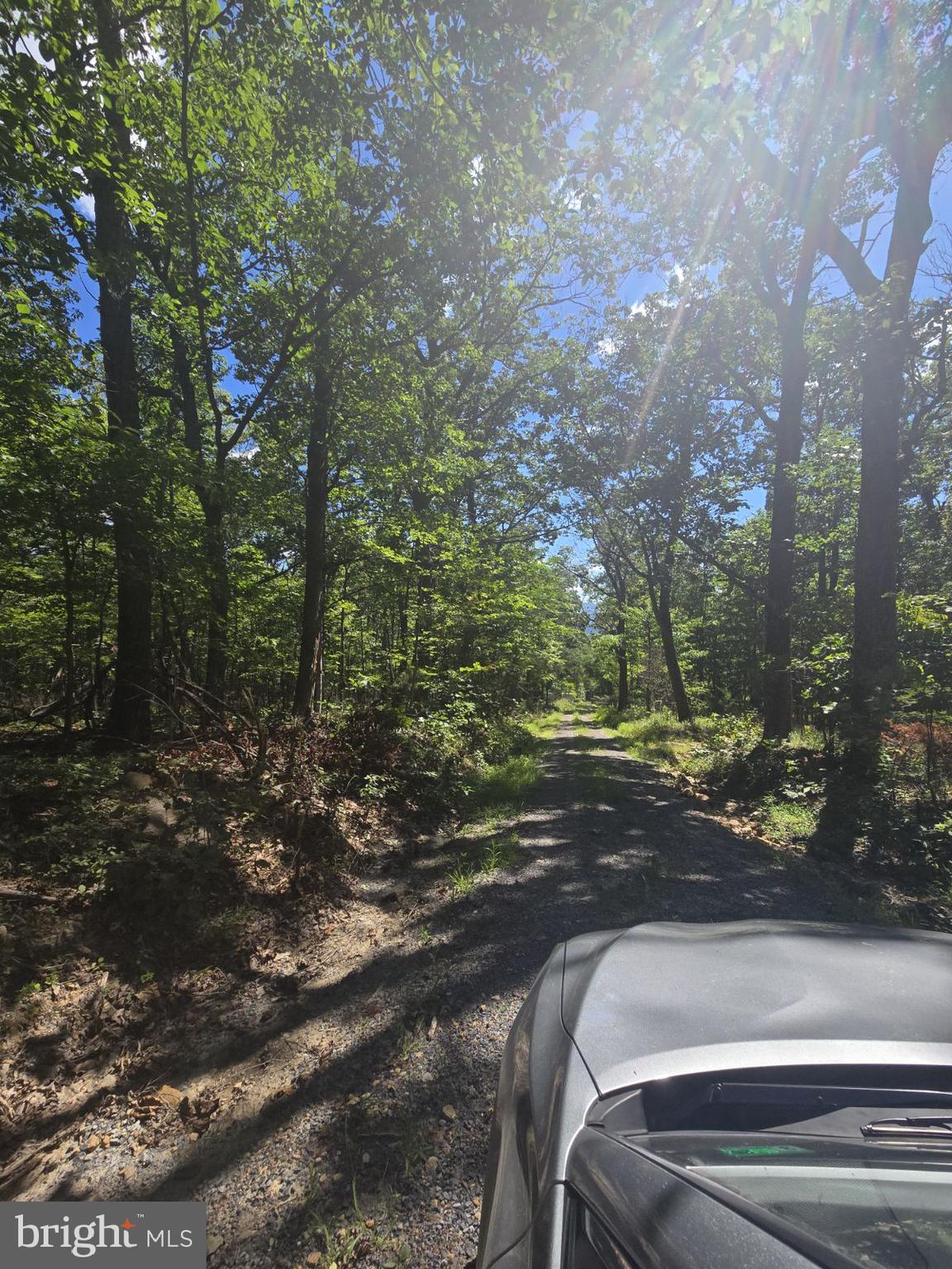 0 White Oak Road Luray, VA 22835 - Photo 2 of 6 a view of a yard with plants and trees