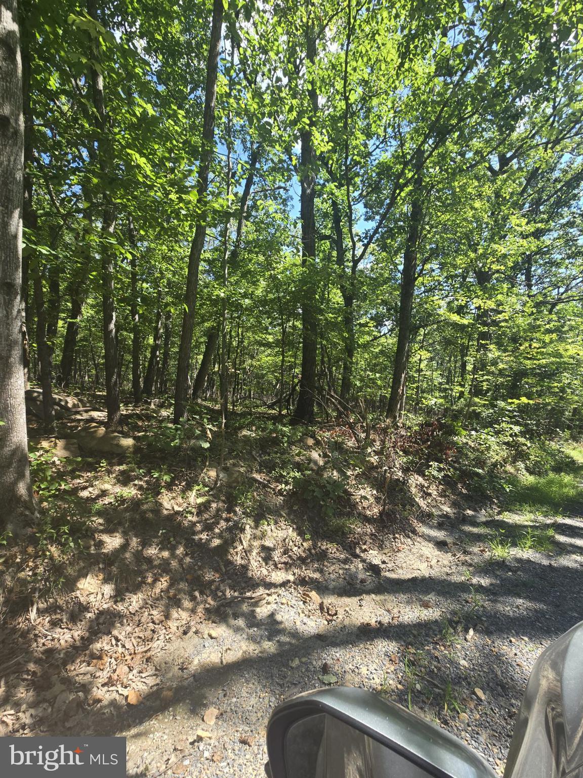 0 White Oak Road Luray, VA 22835 - Photo 3 of 6 a view of a yard with a tree