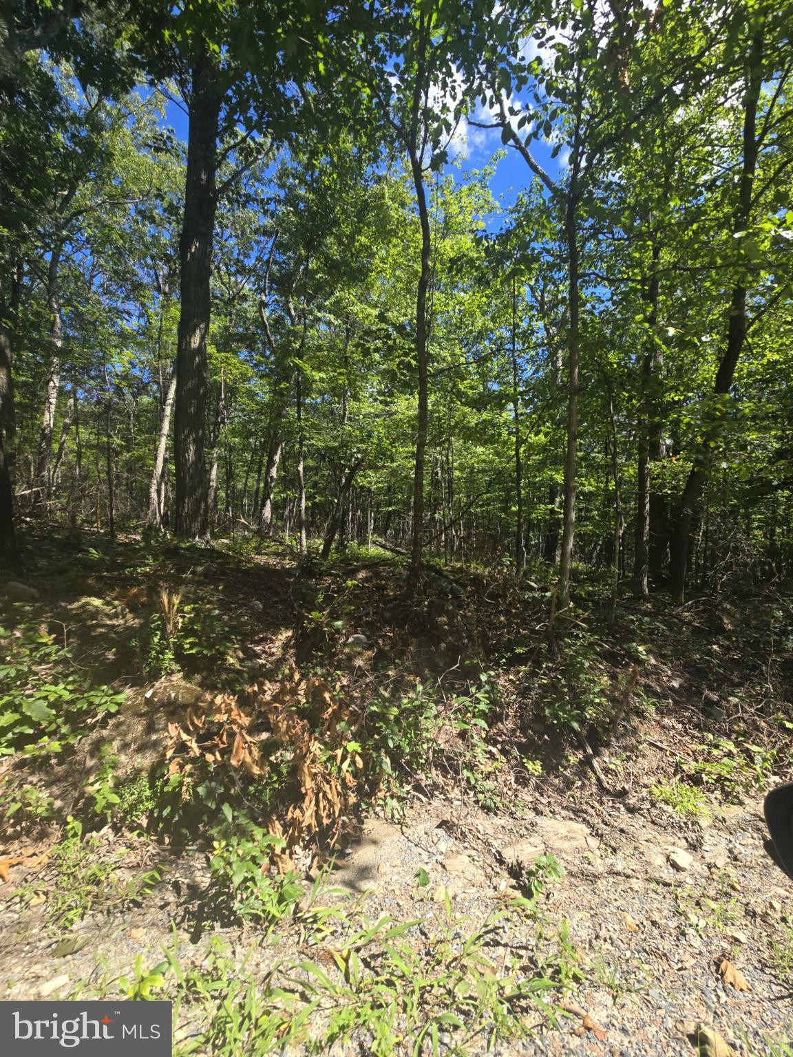 0 White Oak Road Luray, VA 22835 - Photo 4 of 6 a view of a yard with plants and trees