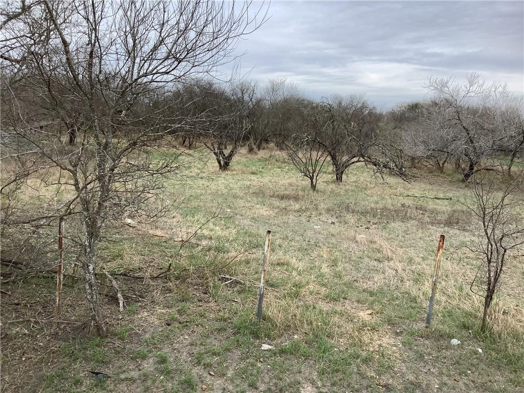 a view of a dry yard with trees